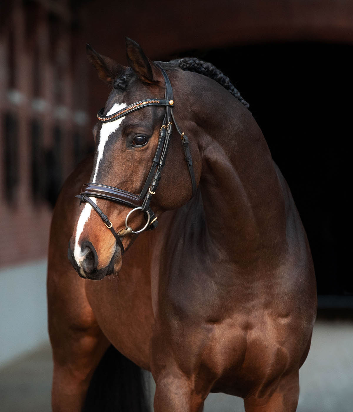 Thoroughbred Stallion, Agamemdon xx (sired by Lord of England xx)